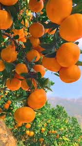 Image result for Citrus × aurantium