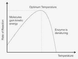 Effect of Temperature on Enzymatic Reaction - Creative Enzymes
