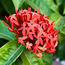 Image result for Ixora coccinea
