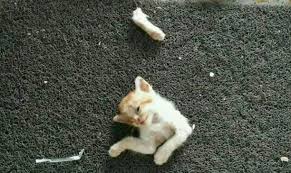 Gambar kucing kartun lucu dan imut anggora persia. Pemilik Terkejut Anak Kucing Dibunuh Dan Dikerat Kerat Semasa Cari Infonet