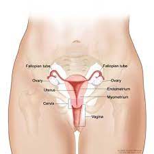 Sometimes, the uterus itself is abnormally shaped. Womb Cancer Endometrial Cancer Uterine Cancer Ncis National University Cancer Institute Singapore