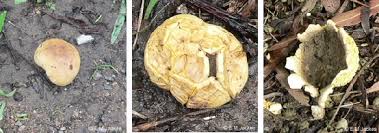 Image result for Scleroderma cepa