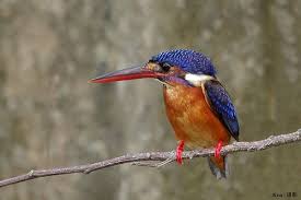 blue eared kingfisher front view kingfisher bird species blue blue eared kingfisher front view