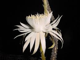 Below are some of the arizona scenery photos i snapped during our afternoon. Peniocereus Greggii Aka Arizona Queen Of The Night And Night Blooming Cereus Flowers White Flowers Night Flowers