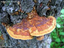 Image result for Phellinus gilvus