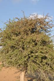 Image result for Gymnosporia senegalensis