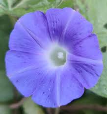 Image result for Ipomoea coptica