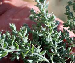 Image result for Cressa cretica