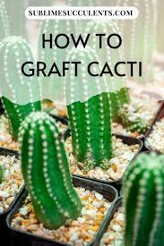 Either way, armed with this knowledge, i hope you have gained a new found appreciation for these seemingly ubiquitous house plants. How To Graft Cacti Grafted Cactus Grafting Kinds Of Cactus