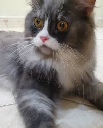 Pin By Raz On Raad Animals Cats