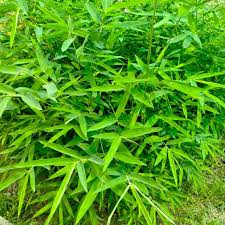 Image result for Bambusa vulgaris