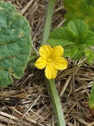 Image result for Cucumis anguria