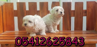 Satilik Maltes Terrier Yavru Kopek Kopek