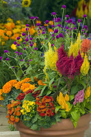 Celosias Are Beautiful With These Marigolds Gomphrena And Calceolaria Fall Container Gardens Container Flowers Container Plants