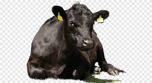 We are a traditional mixed arable/livestock family farm. Angus Cattle Red Angus Sussex Cattle Wagyu Aberdeen Angus Cattle Food Beef Png Pngegg