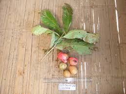 Image result for Eugenia malangensis