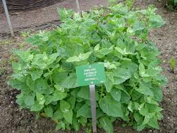 Image result for Atriplex hortensis