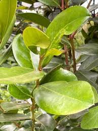 Image result for Acokanthera schimperi