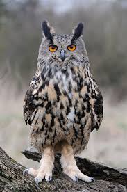 Birds Of Prey Animals Wiki Talking To Your Child About The Birds And Bees Birds Of Prey Beautiful Birds Birds