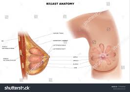Pin On Human Anatomy Drawings