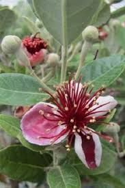Image result for Feijoa sellowiana