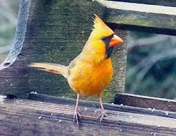 Black Bird With Orange Wings Ohio Xanthochroic Cardinals In 2020 Cardinal Birds Ohio Birds Backyard Birds