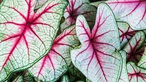 Tanaman ini memiliki nama latin sansevieria memiliki daun yang mirip dengan pedang, pipih, memanjang dan runcung dibagian ujungnya. 10 Jenis Tanaman Hias Keladi Yang Bakal Hit Di 2021