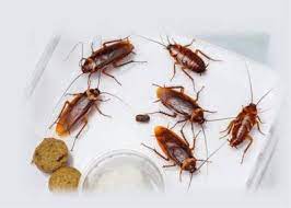 Ants can enter through even the tiniest cracks, seeking water and sweet or greasy food substances in the kitchen pantry or storeroom areas which can not only cause many troubles but also is harmful in many ways. Pcb Pest Control Bangalore 100 Effective Safe Service
