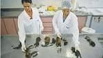  Scores of monkeys killed in Rio yellow fever panic