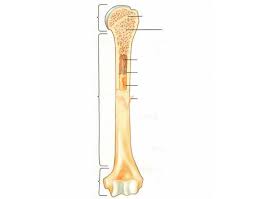 Yellow bone marrow tends to be located in the central cavities of long bones. Long Bone Parts Quiz