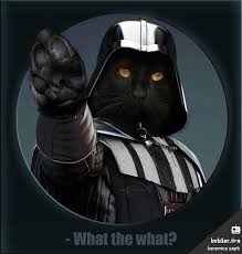 Starwar Of Cat Crazy Cats Cat Art Cats