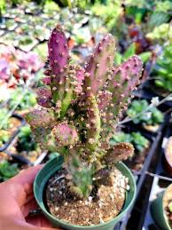 Image result for Opuntia monacantha