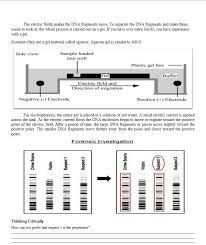 11 dna fingerprinting activity 10 images of dna fingerprinting biology worksheet answer dna fingerprinting key the biology corner dna fingerprinting teaching resources name date period dna fingerprinting worksheet dna fingerprinting using restriction enzymes gel electrophoresis virtual. Solved Worksheet No 11 To Catch A Jewel Thief Dna Fin Chegg Com