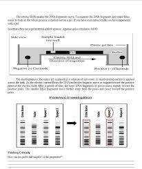 Dna fingerprinting worksheet answer key. Worksheet No 11 To Catch A Jewel Thief Dna Chegg Com