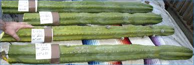 The threshold dose is about 150 mg, so you'd need at. San Pedro Cactus For Sale
