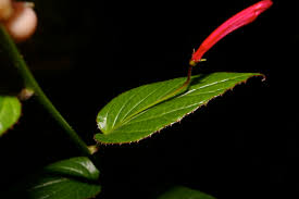 Image result for Prismatocarpus cordifolius