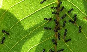 We did not find results for: Ameisen Im Garten Selbst De