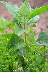 Image result for Atriplex hortensis