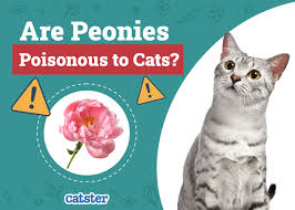 Are Peonies Poisonous to Cats? Vet-Verified Risks & Safety Tips - Catster