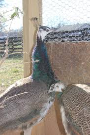 Check spelling or type a new query. Should I Let My Peacocks Roam Free Backyard Chickens Learn How To Raise Chickens