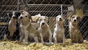 Pitbull puppies for adoption kansas city. Politifact Do Pit Bulls Account For 30 To 50 Of Shelter Dogs