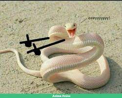 Pin By Kashiii Chan On N Snakes Funny Snake Cute Reptiles