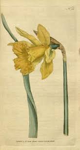 Narcissus Pseudonarcissus In Botanical Magazine Vol 2 T 51 1788 Botanical Drawings Flower Illustration Botanical Illustration