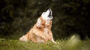 Why Do Dogs Howl Purewow