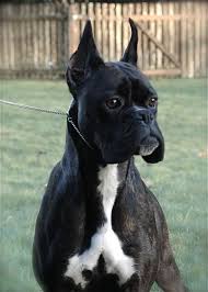 Everlast Boxers Boxer Dogs Black Boxer Dog Boxer Dogs Brindle