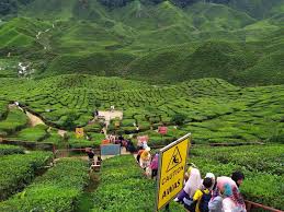 Sekiranya anda menginap di hotel sekitar pekan seperti tersingkap pada namanya, ladang teh ini dikendalikan oleh bharat group & terdapat 2 destinasi lawatan yang diusahakan oleh syarikat. Menarik Di Cameron Highland Hari Ketiga
