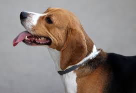 Image result for bígl