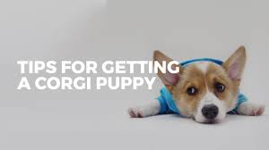 If you are no longer interested in adopting or we don't hear from you, your file will be deactivated. Pembroke Welsh Corgis A Puppy Buying Guide