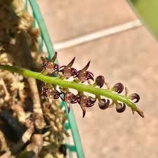 Image result for Bulbophyllum scaberulum