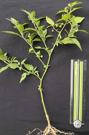Image result for Solanum aculeatissimum
